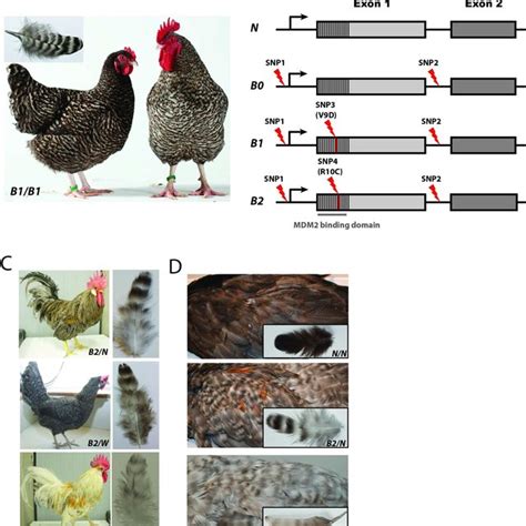 Pdf The Evolution Of Sex Linked Barring Alleles In Chickens Involves Both Regulatory And