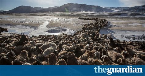 Mongolian Nomads Spring Migration In Pictures World News The