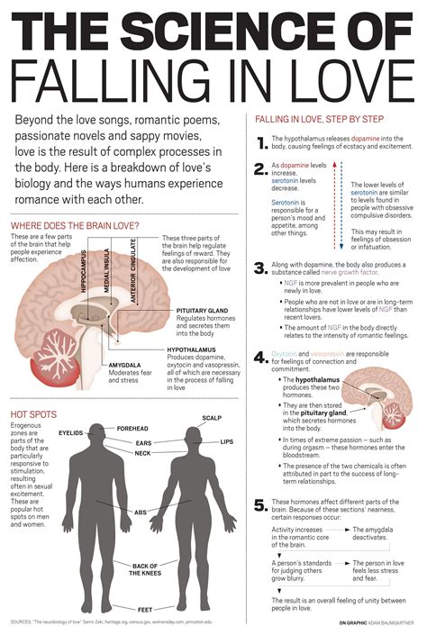 Your Brain On Love Infographic Meetmindful