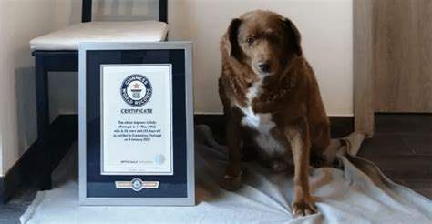 【祝】世界最高齢の犬が31歳のバースデー犬史上最も長寿なワンちゃんに愛犬家殺到