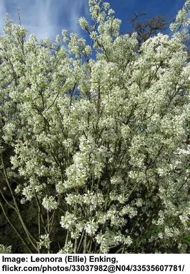 Serviceberry Trees Shrubs Leaves Flowers Pictures Identification