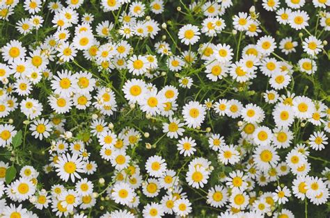 Flowering Marguerite Flowers Or Daisies Close Up Of Many Blossoms Of