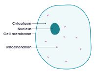 When looking under a microscope, the cell wall is an easy way animal cells have one or more small vacuoles whereas plant cells have one large central vacuole. File:Differences between simple animal and plant cells (en ...