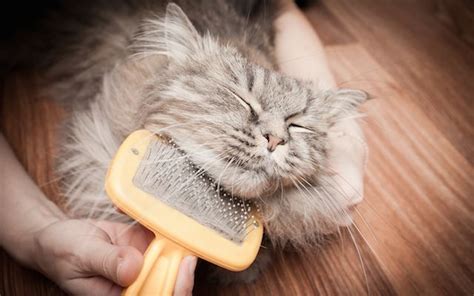 5 Most Common Myths About Pet Grooming Healthy Pets Cats Kitten Care