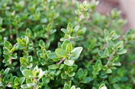 Tijm Of Thymus Snoeien Zo Doe Je Dat Eigenwijzetuin Be