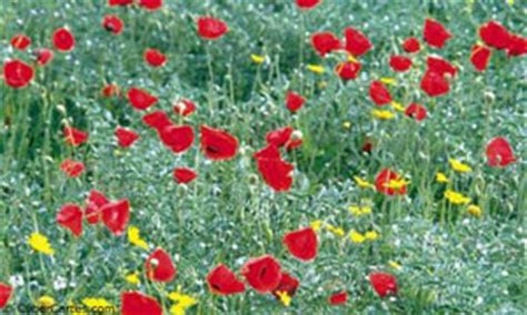 Carte Anniversaire Fleurs Gratuite A Imprimer