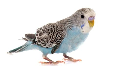 Birds make adorable pets, and if you are thinking of getting one, we know you'd like a bird that is friendly, gentle budgies are one of the most loved bird species in the world. How to Know if Your Parakeet Is an Adult | Animals - mom.me