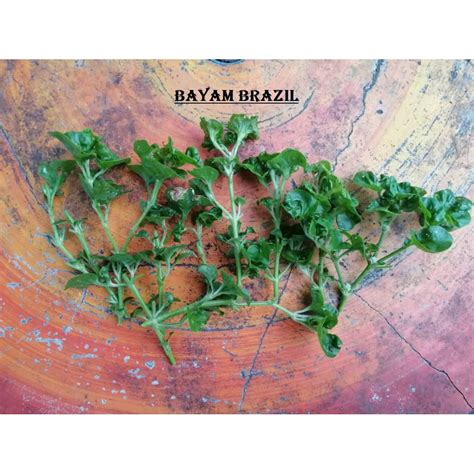 Pendekatan saintifik sendiri merupakan suatu cara atau mekanisme untuk mendapatkan. 50 / Keratan Bayam Brazil / Cutting Bayam Brazil ...