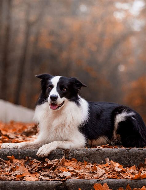 Border Collie Szczeniaki Charakter Cena Opis Rasy