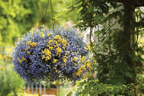 Best Annual Shade Flowers Hgtv