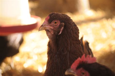 20 Crazy Chicken Facts For Chicken Trivia The Pioneer Chicks
