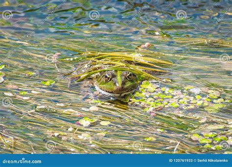 The Frog Disguised Itself In River Slime Toad Close Up Against A