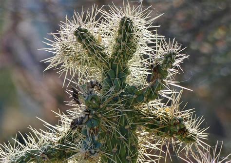 The Tale Of The Jumping Teddy Bear Cholla Cactus Earthwalkabout