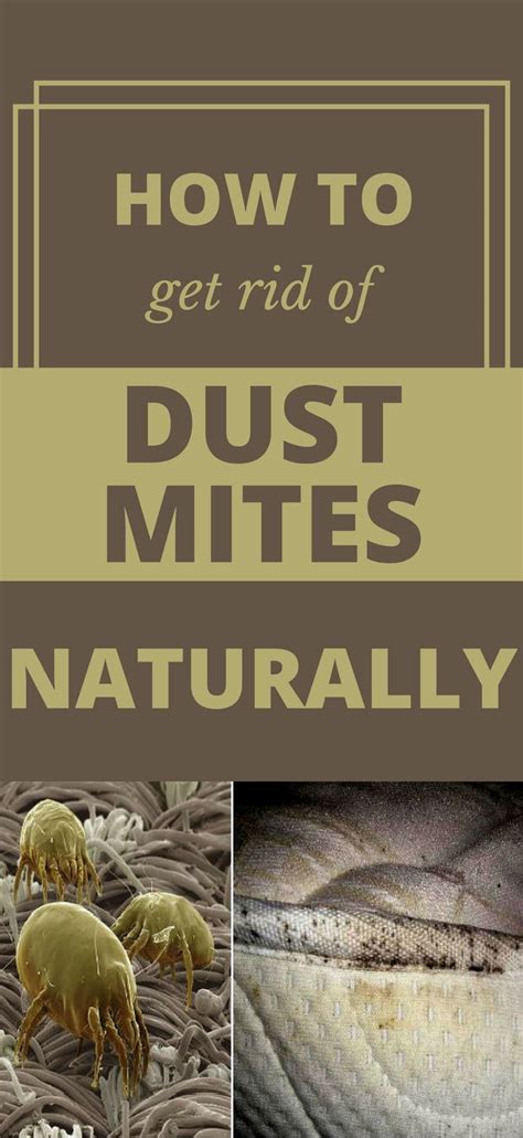 For more information on other types of mites, click here. How To Get Rid Of Dust Mites Naturally | Dust mites ...