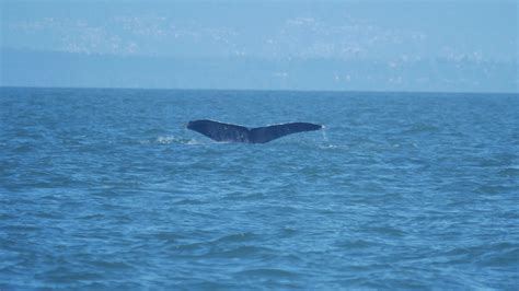 September 29th Six Humpback Whales In The Strait — Vancouver Island