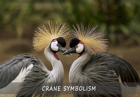 Crane Symbolism - Symbols and Meanings of the Crane | A Comprehensive Guide