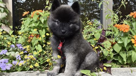 Black Eurasier Dog Puppy Is Sitting In Colorful Flowers Green Leaves