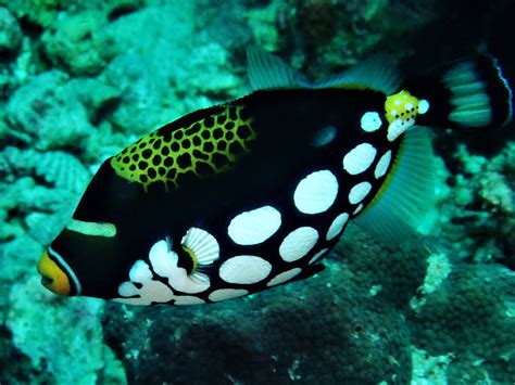 Clown Triggerfish Moalboal Reef Species