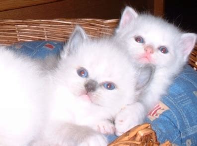 Ragdoll Cattery Calaquendi Ragdoll Kittens in Belgium België