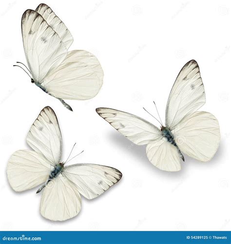 179874 White Butterfly Stock Photos Free And Royalty Free Stock Photos
