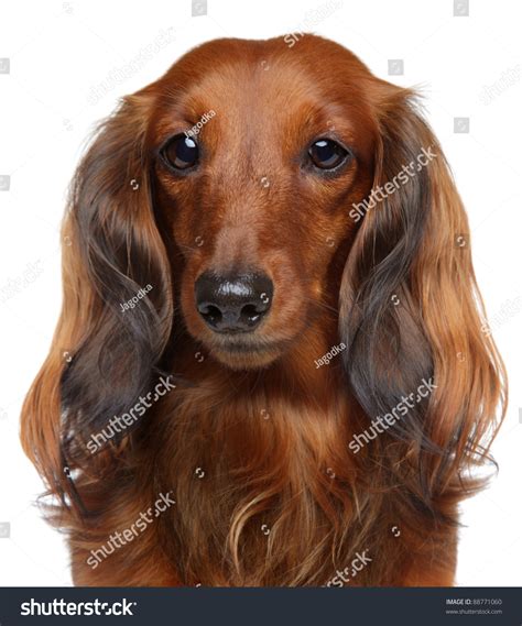 Give a puppy a forever home or rehome a rescue. Brown Dachshund Puppy. Portrait On A White Background ...
