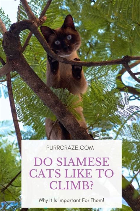 purr craze blog do siamese cats like to climb why this is important