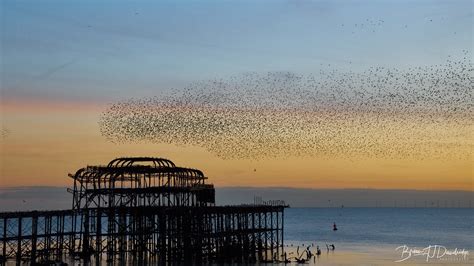 Starlings At Sunset Over Brightons West Pier Brian Aj Dandridge Flickr