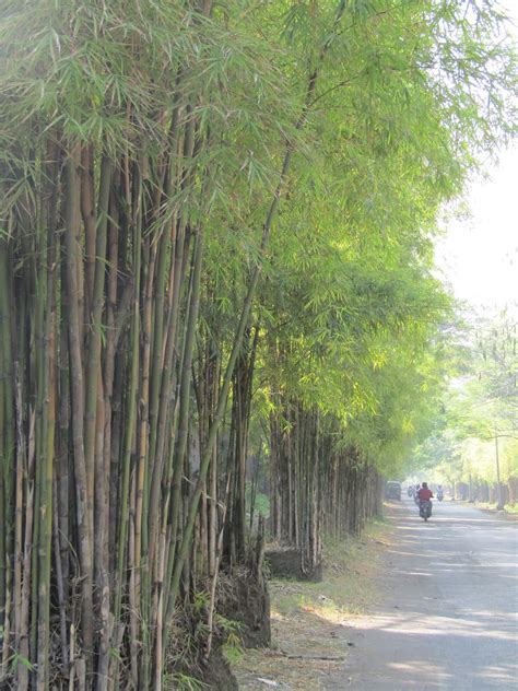 Taman sakura wisata baru dibaturaja подробнее. surabayakeren: Kebun Bambu Keputih, Taman Sakura (Surga ...