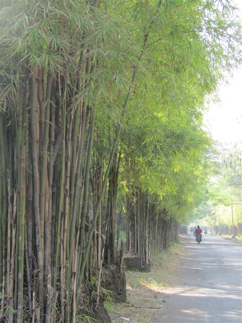 Cafe ini diberi nama taman selfie yang berlokasi di jalan m. surabayakeren: Kebun Bambu Keputih, Taman Sakura (Surga Selfie Surabaya)