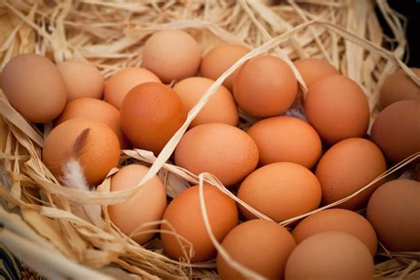 Organic Pastured Eggs 500dozen Back To Nature Organics