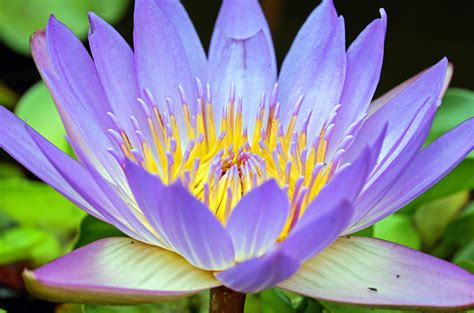 Water Lily 4k Ultra Hd Wallpaper