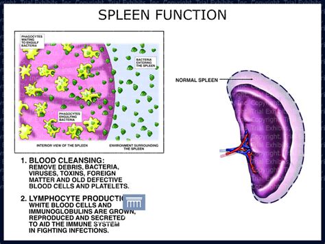 Spleen Function Trial Exhibits Inc