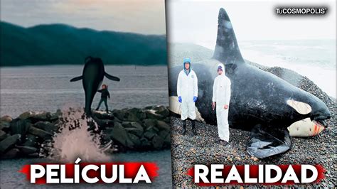 la terrible historia de keiko la orca que enamorÓ al mundo youtube