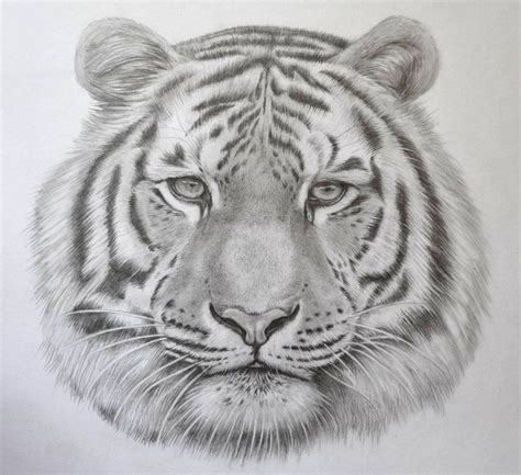 Realistic Tiger Drawing In Pencil By Jsharts On Deviantart Croquis De