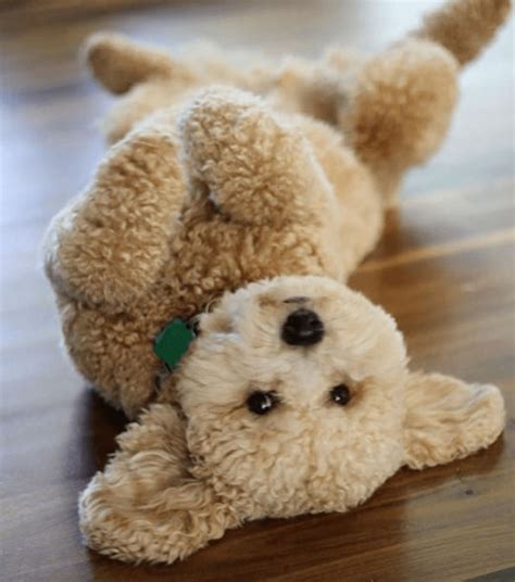 Why Do Dogs Like Stuffed Animals