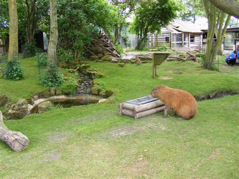 Capybara Mara And North American Beaver Mixed Enclosure At Drusillas