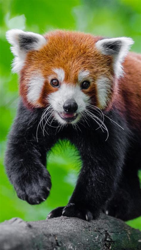 Check spelling or type a new query. Small panda, red panda, cute wallpaper, background iphone ...