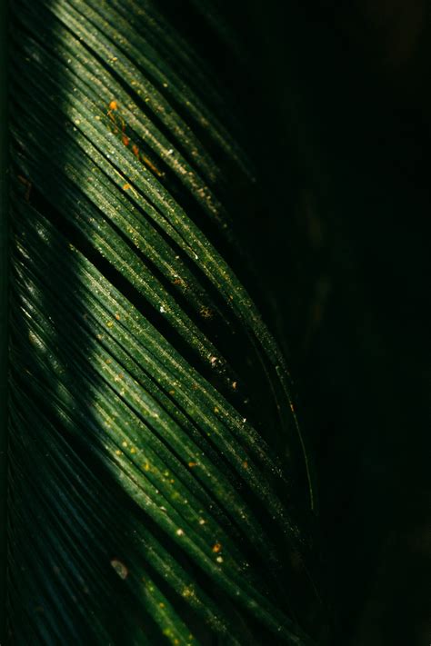 Texture Green Pictures Download Free Images On Unsplash