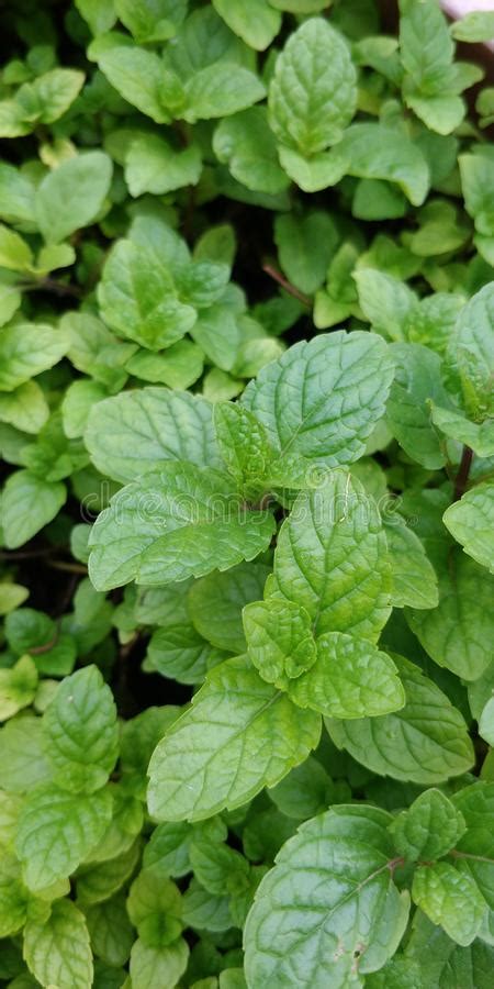 7300 Plant Mentha Stock Photos Free And Royalty Free Stock Photos From