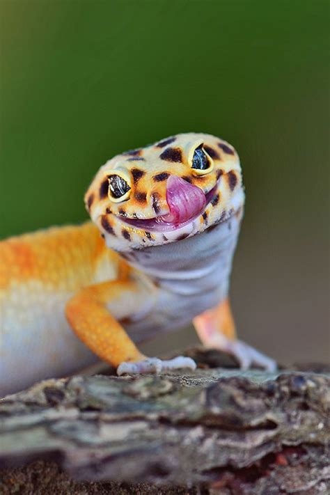 Funny Cute Gecko 7 Pics Of Other Cute Animals Animals Cute