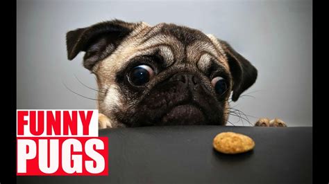 Funny Pugs Compilation The Funniest And Cutest Pug Youtube