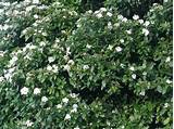 Best Evergreen Flowering Shrubs