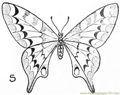 Keep sharpening the pencil as you work so that your lines don't become this book uses easy to follow instructions that will help you to understand the steps that you will need to follow to be able to layer your drawing to gain. Pencil Drawing Of Butterfly at GetDrawings | Free download