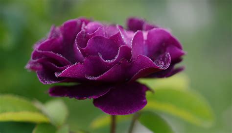 Images Gratuites La Nature Fleur Violet Pétale Floraison Floral