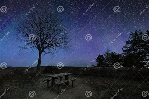 Dark Blue Starry Sky With Black Tree Silhouettes Stock Image Image