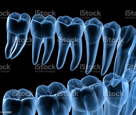 Dental Anatomy Of Mandibular Human Gum And Teeth Xray View Medically Accurate Tooth 3d
