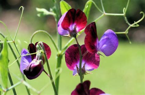 Top 10 Fragrant Flowers Flower Gardening Birds And Blooms