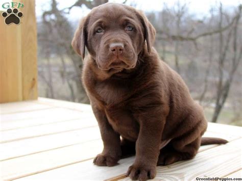 Blue nose pit/chocolate lab mix puppy for sale in mattawa, wa. chocolate lab puppies - Google Search | Pitbull mix ...