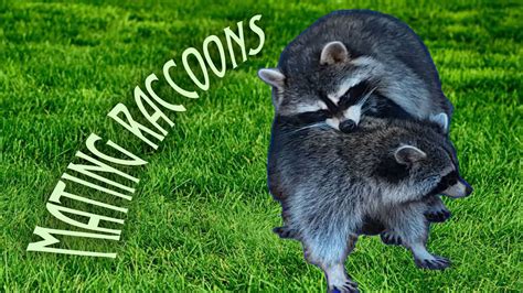 Mating Raccoons A Male And Female Raccoon Youtube