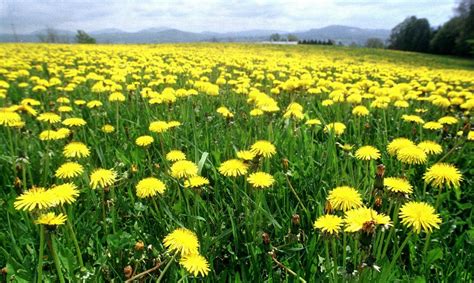 While some think dandelions are beautiful, others think they're a complete nuisance and ruin the look of their flawless lawn. HOW TO GET RID OF DANDELIONS IN LAWNS |The Garden of Eaden